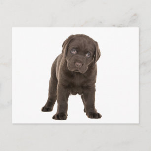 Carte Postale Chocolat Chunky Labrador Puppy