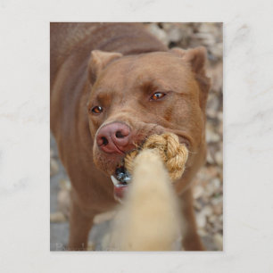 Carte Postale Chocolat Lab Pit Mix Chien Tug 2