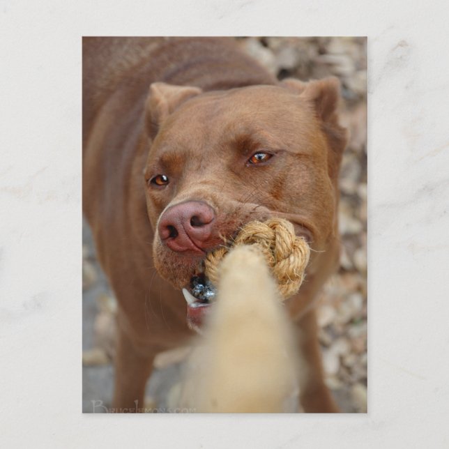 Carte Postale Chocolat Lab Pit Mix Chien Tug 2 (Devant)