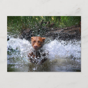 Carte Postale Chocolat Lab Pit Mix Dog Splashing 4