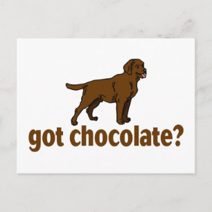 Carte Postale Chocolat Labrador