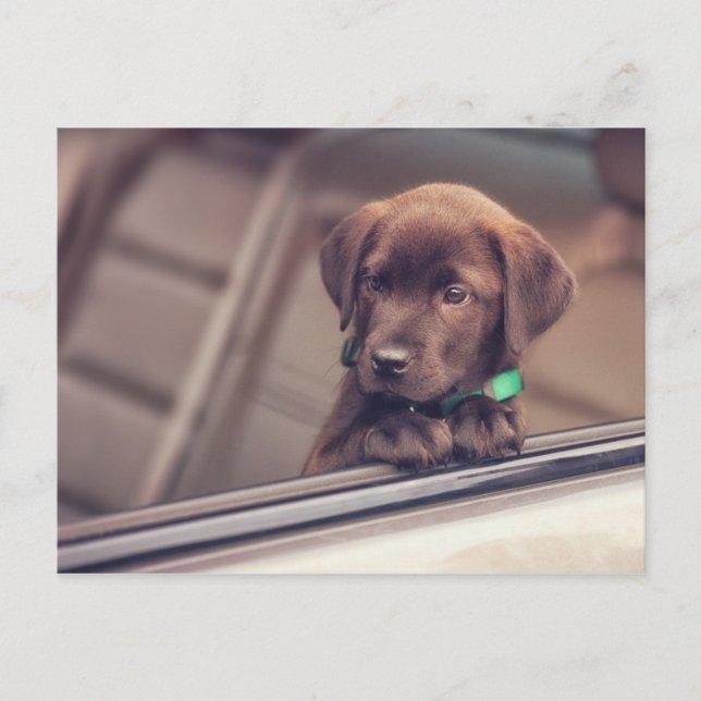 Carte Postale Chocolat Labrador Chiot En Voiture (Devant)