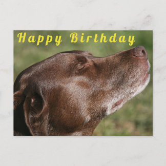 Carte Postale Chocolat mignon Chien du Labrador - Joyeux anniver