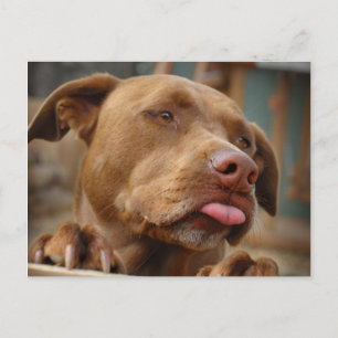 Carte Postale Chocolat mignon Lab Pit Mix Chien