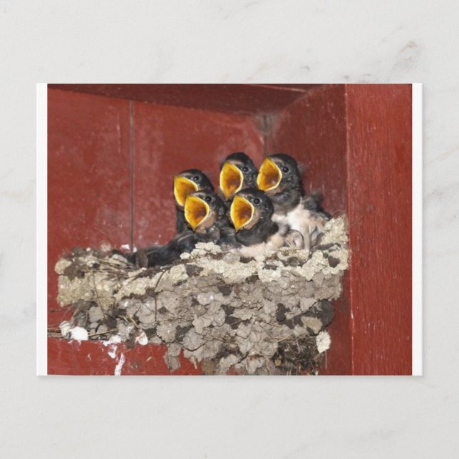 Carte Postale Choeur d'oiseaux (Devant)