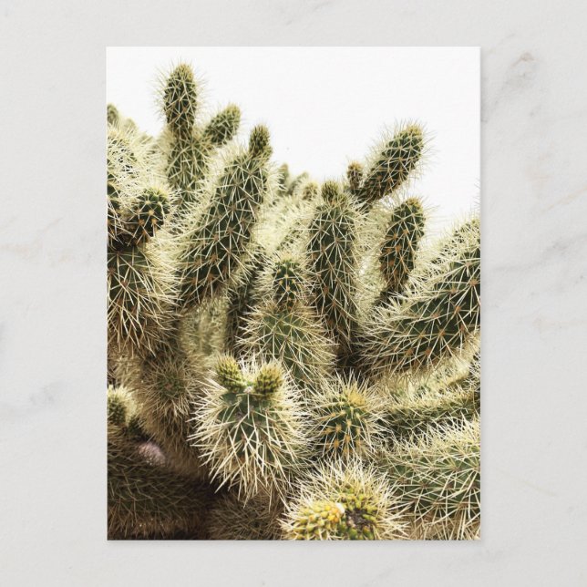Carte Postale Cholla Cactus (Devant)
