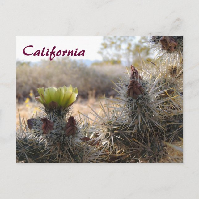 Carte Postale Cholla Cactus & Paysage (Devant)