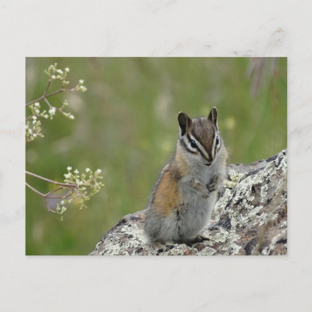 Carte Postale chou mignon chipmunk sur rock (Devant)