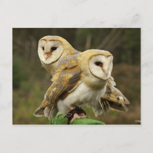 Carte Postale Chouette