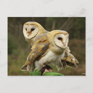 Carte Postale Chouette