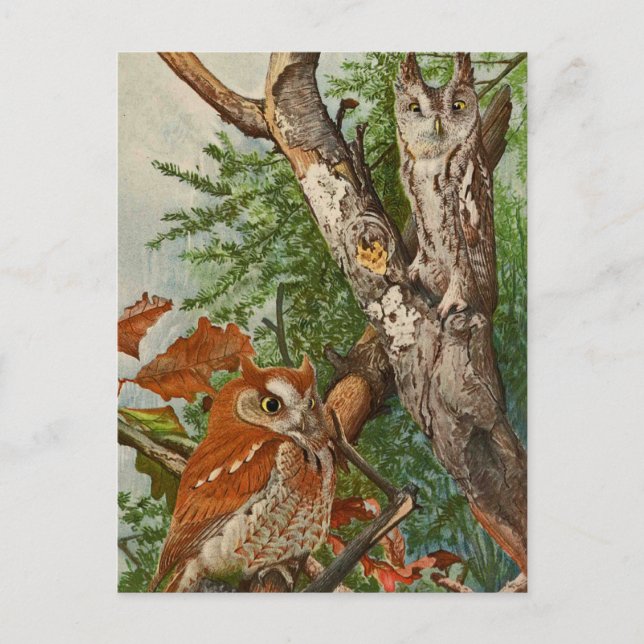 Carte Postale Chouette à cris (phases de couleur) (Devant)