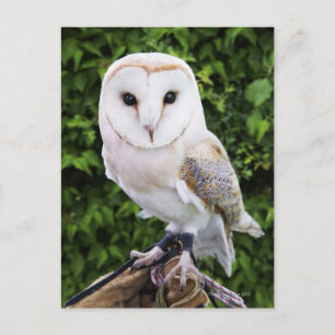 Carte Postale Chouette à grange (Tyto Alba) sur gant