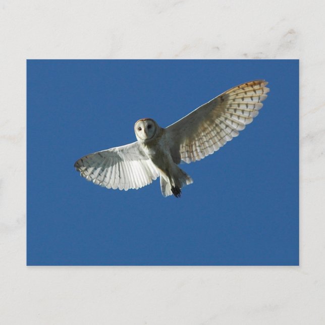 Carte Postale Chouette à l'étable en vol diurne (Devant)
