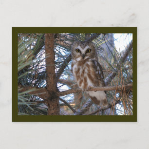 Carte Postale Chouette à mâchoires nordiques dans l'arbre à pins