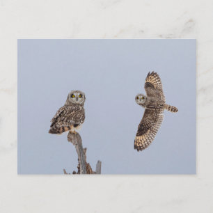 Carte Postale Chouette à oreilles courtes dans les Prairies de S