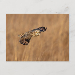 Carte Postale Chouette à oreilles courtes en vol dans les prairi