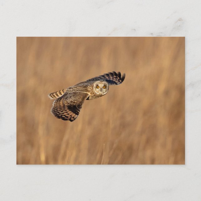Carte Postale Chouette à oreilles courtes en vol dans les prairi (Devant)