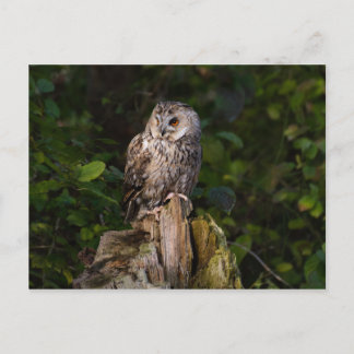 Carte Postale Chouette à oreilles entre feuilles