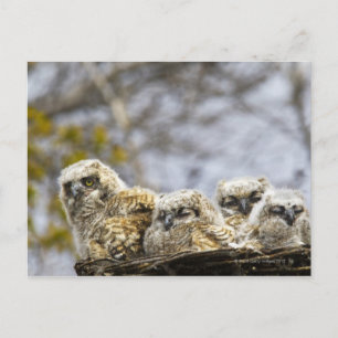 Carte Postale Chouette à quatre cornes (Bubo Virginianus)