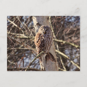 Carte Postale Chouette barrée dans un arbre à bouleau Photo