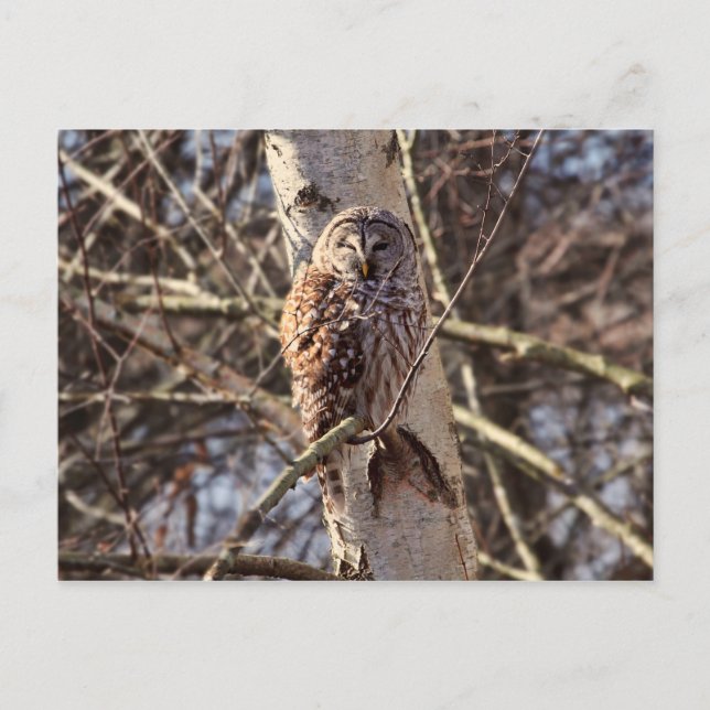 Carte Postale Chouette barrée dans un arbre à bouleau Photo (Devant)