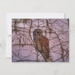 Carte Postale Chouette barrée sur un cyprès