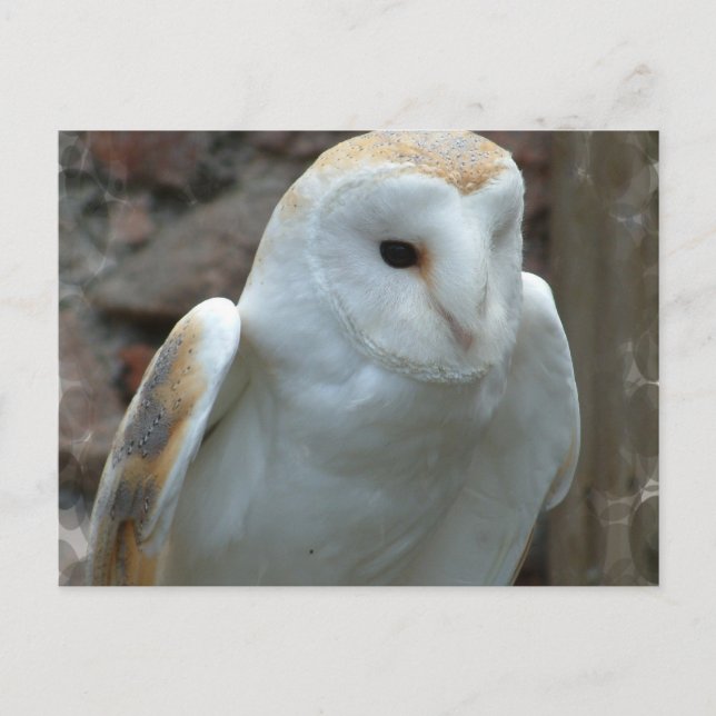 Carte postale Chouette blanche (Devant)