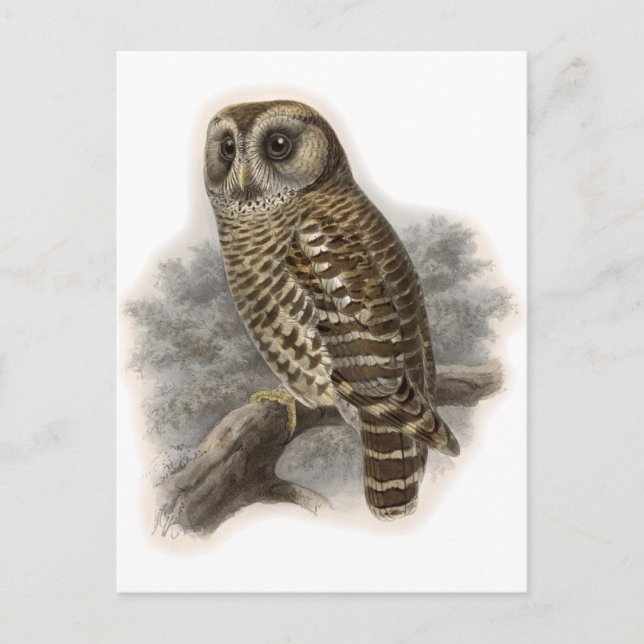 Carte Postale Chouette Brown (Devant)