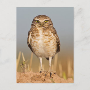 Carte Postale Chouette brulante sur un monticule de terre