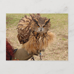 Carte Postale Chouette d'aigle eurasien