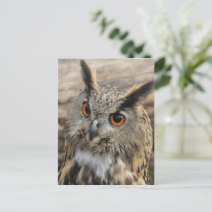 Carte Postale chouette de l'aigle