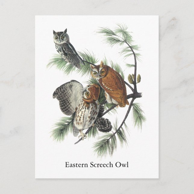 Carte Postale Chouette de l'Est, John Audubon (Devant)