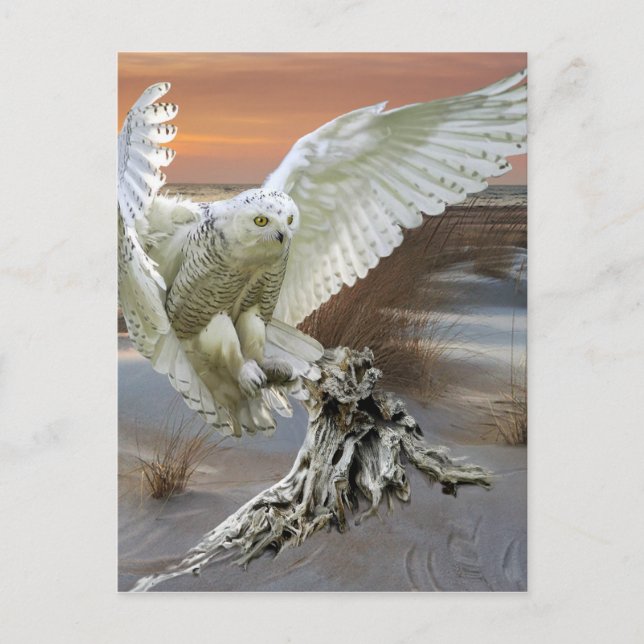 Carte Postale Chouette des neiges (Devant)