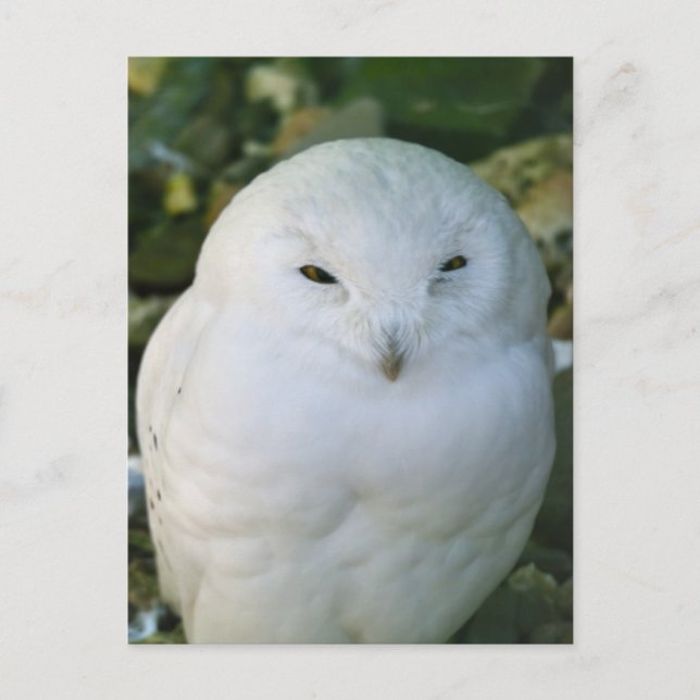 Carte Postale Chouette des neiges (Devant)
