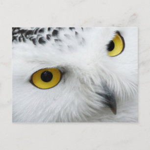 Carte Postale Chouette des neiges aux yeux jaunes