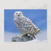Chouette des neiges (Bubo scandiacus)