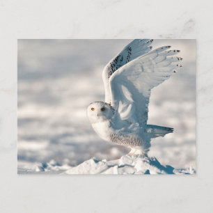 Carte Postale Chouette des neiges décolle de la neige