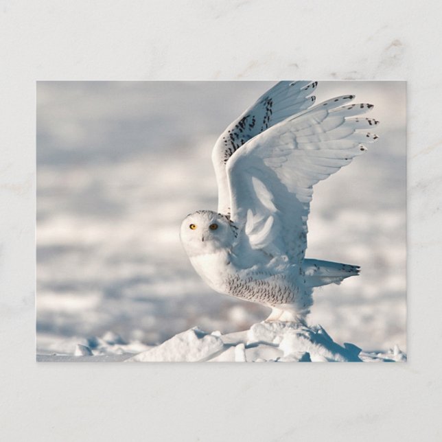 Carte Postale Chouette des neiges décolle de la neige (Devant)
