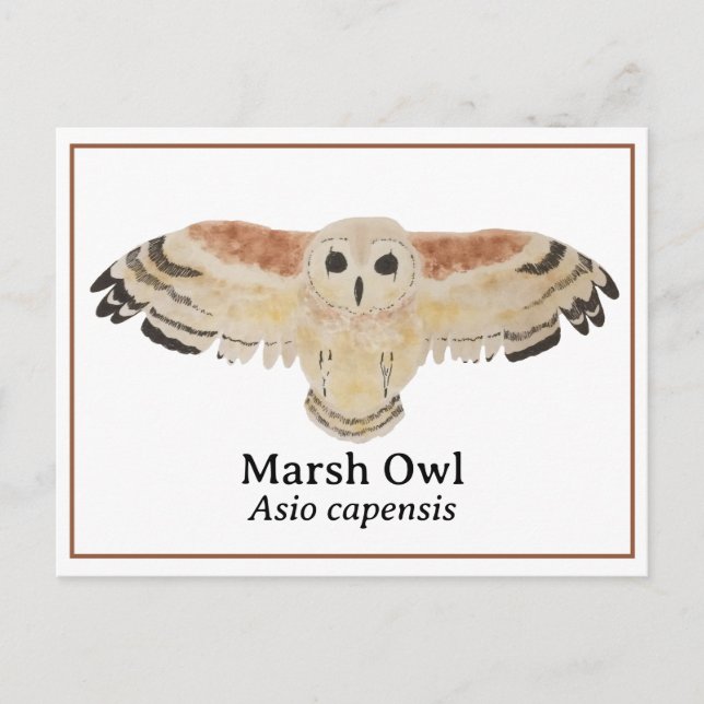 Carte Postale Chouette du marais aquarelle scientifique (Devant)