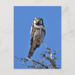 Carte Postale Chouette du Nord-Hawk