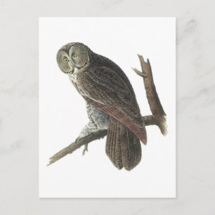 Carte Postale Chouette gris par Audubon