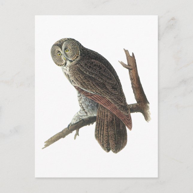 Carte Postale Chouette gris par Audubon (Devant)