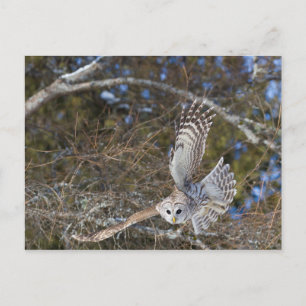 Carte Postale Chouette grise volante