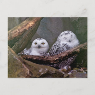 Carte Postale Chouette Harfang Couple Art Bois Faune