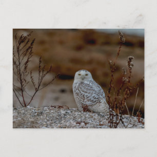 Carte Postale Chouette neige assise sur un rocher
