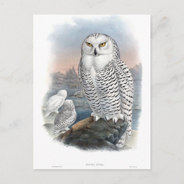 Carte Postale Chouette neige vintage Gould (Devant)