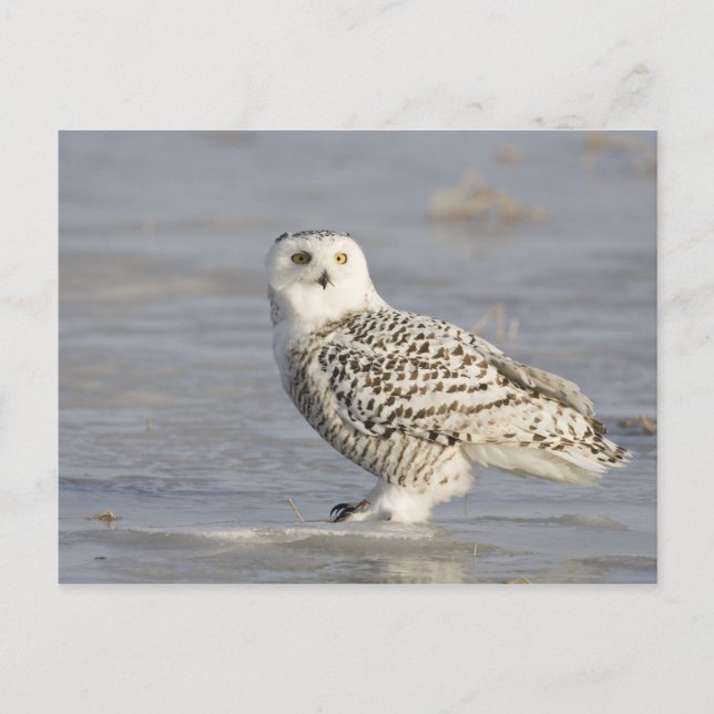 Carte Postale Chouette neigeuse debout sur la glace, la queue d' (Devant)