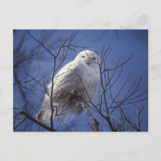 Carte Postale Chouette neigeuse - Oiseau blanc contre ciel bleu 