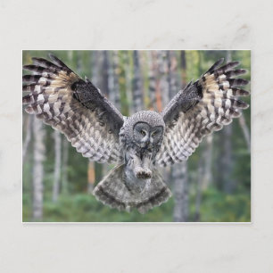 Carte Postale Chouette Oiseaux Plumes Fête Douche Classe d'ensei