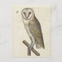 Carte postale Chouette vintage